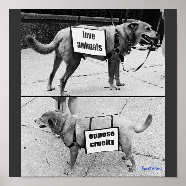 Pôster Animais do Amor (Frente)