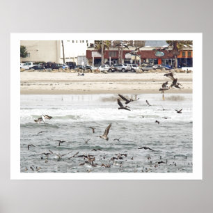 Poster Animais dos animais selvagens dos pássaros do