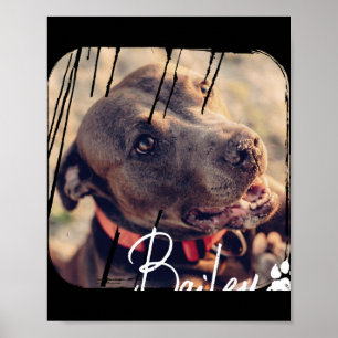 Poster Animais Moderno Simples Legal Nomes e Fotos