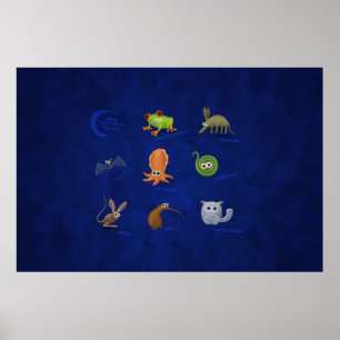 Poster Animais Nocturnos