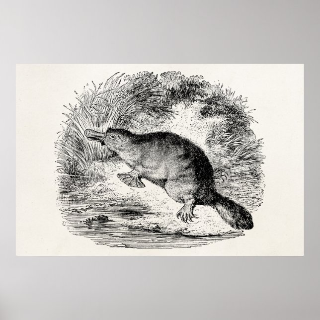 Pôster Animais Personalizados de Platypus Personalizados  (Frente)