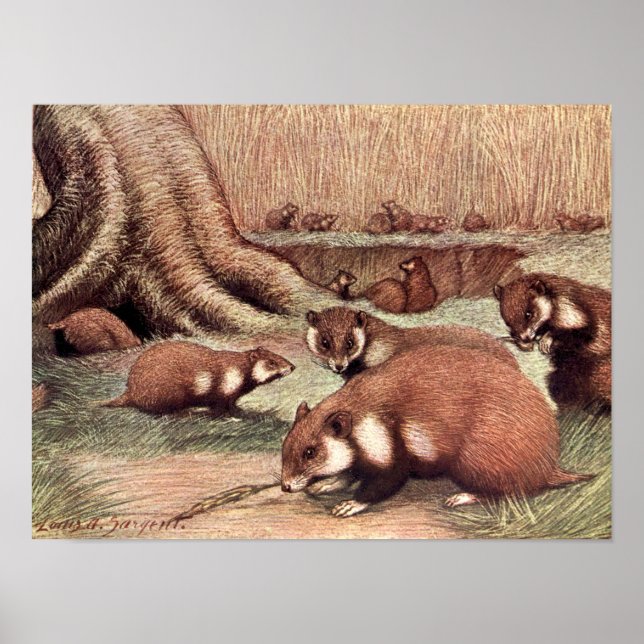 Poster Animais Selvagens Antigos, Hamsters por Louis Sarg (Frente)