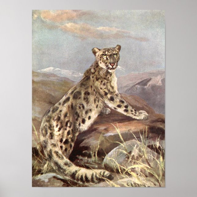 Pôster Animais Selvagens Antigos, Leopardo-da-neve por CE (Frente)