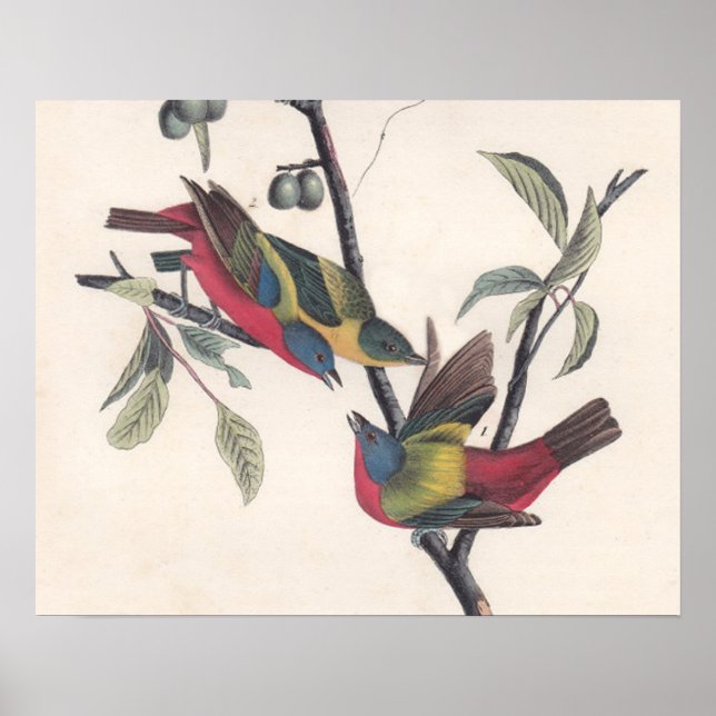 Poster Animais Selvagens de Aves Pintadas com Audubon (Frente)