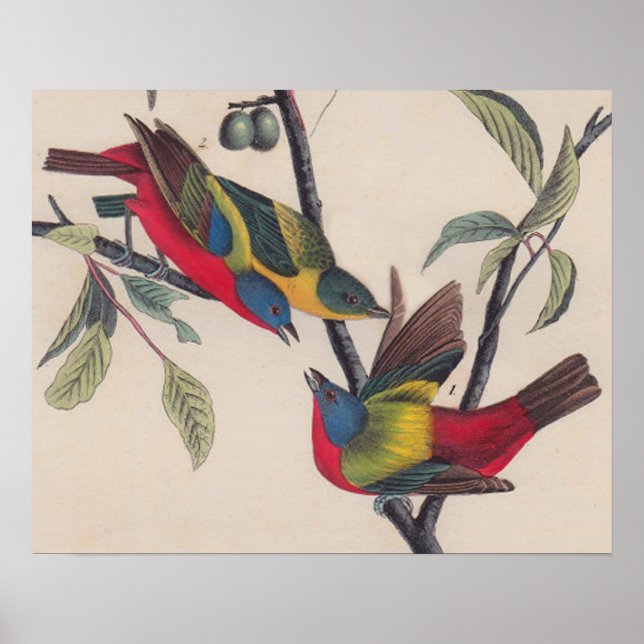 Pôster Animais Selvagens de Aves Pintadas com Audubon (Frente)