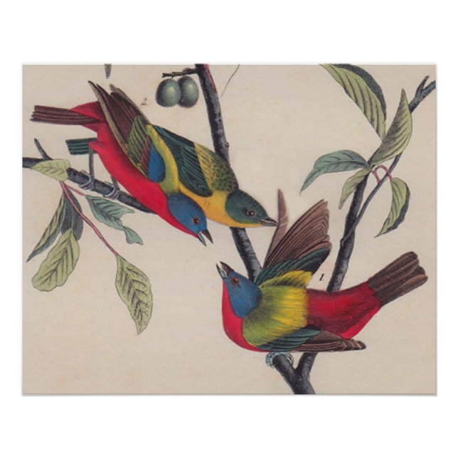 Pôster Animais Selvagens de Aves Pintadas com Audubon (Frente)