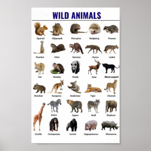 Poster Animais selvagens educativos