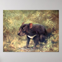 Animais Selvagens Vintage, Diabo da Tasmânia por C