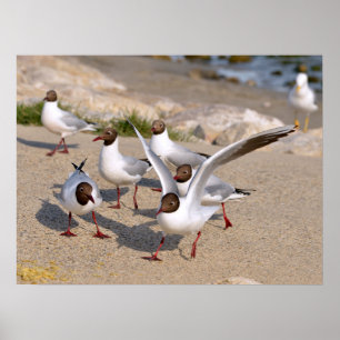 Poster Animal bird Black-headed Gulls on beach