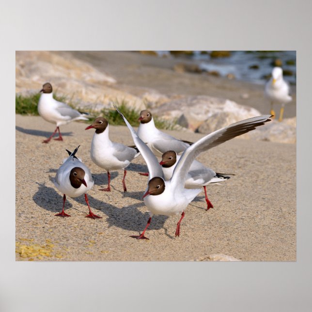 Poster Animal bird Black-headed Gulls on beach (Frente)