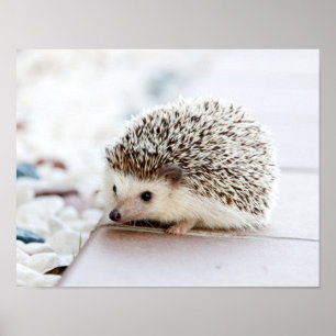 Poster Animal bonito do ouriço do bebê