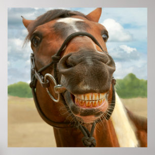 Pôster Animal - cavalo - eu obtive finalmente minhas