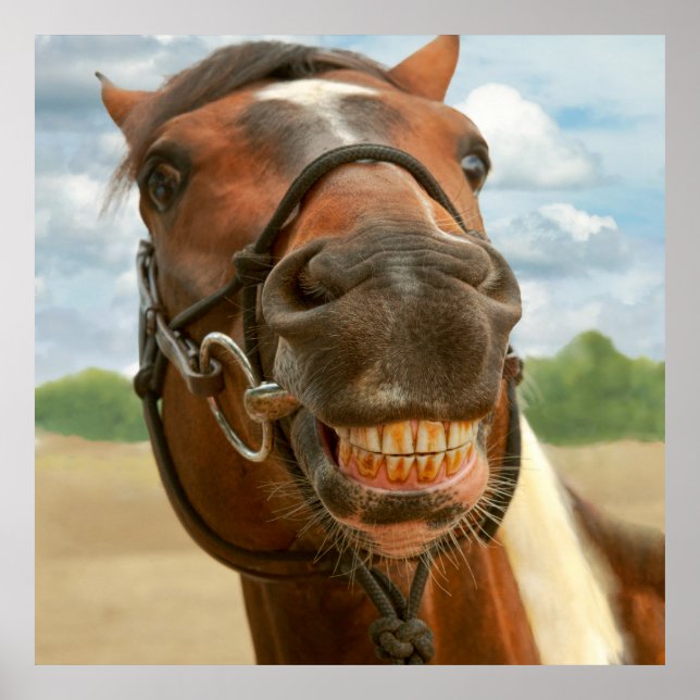 Pôster Animal - Cavalo - Finalmente tirei meus pulsos (Frente)