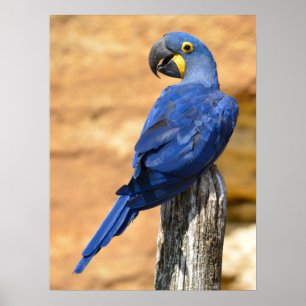 Poster Animal da Hyacinth macaw empoleirado em posto de m
