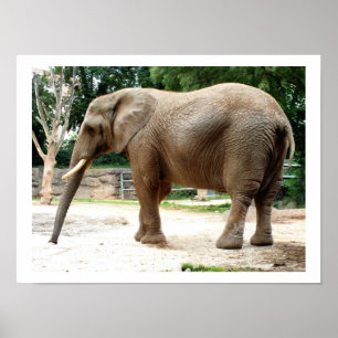 Pôster Animal de elefante africano