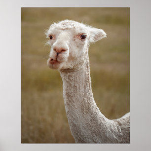 Poster animal doce branco alpaca