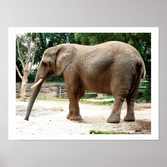 Pôster Animal elefante africano (Frente)