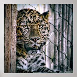 Pôster Animal exótico do jardim zoológico do leopardo d