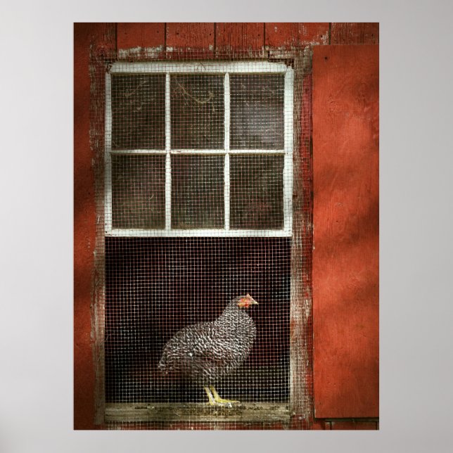 Poster Animal - Pássaro - Frango em uma janela (Frente)