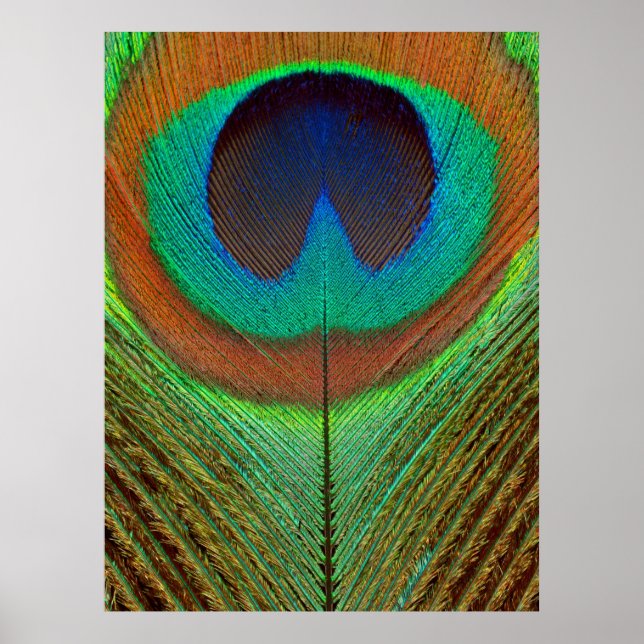 Poster Animal - Pássaro - Pena de Pavão (Frente)