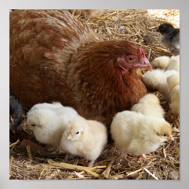 Poster animal, pintinho, frango, fazenda, fofo, pássaro,  (Frente)