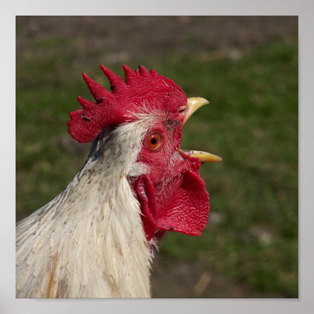 Poster animal, pintinho, frango, fazenda, fofo, pássaro,  (Frente)