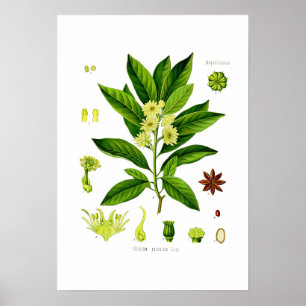 Poster Anis de estrela