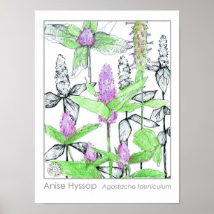 Poster Anise Hyssop Flores Roxas Herbo Medicamentoso
