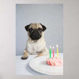 Poster Aniversário Pug