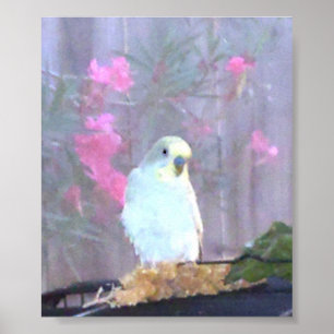 Pôster Anjo o Budgie