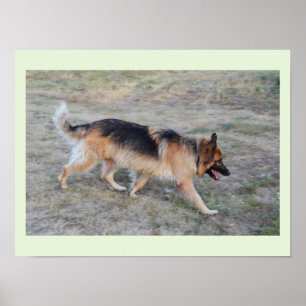Pôster Anjo o cão Alsatian
