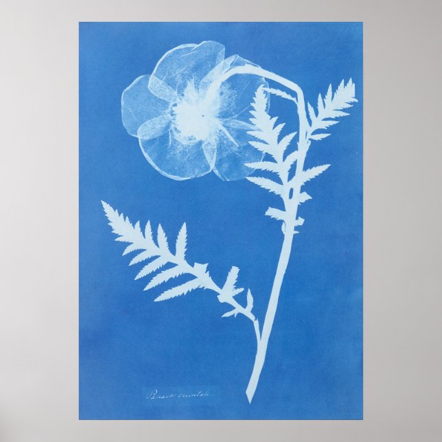 POSTER ANNA ATKINS (Frente)