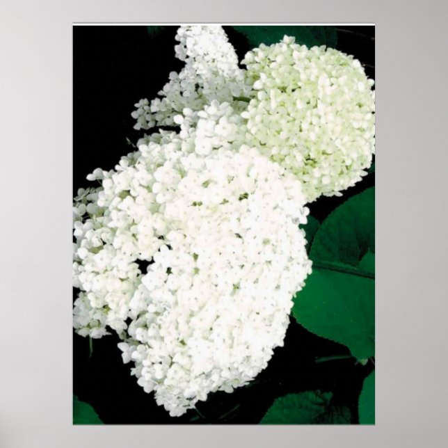 POSTER               ANNABELLE HYDRANGEA                  (Frente)
