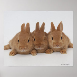 Pôster Anões de Rabbits.Netherland