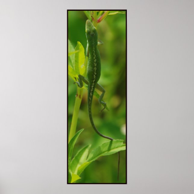 Poster Anole95 (Frente)