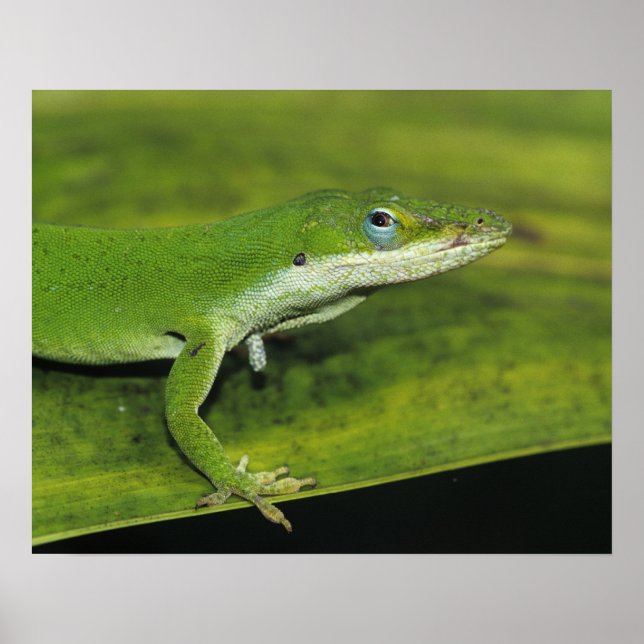 Poster Anole Verde, Anolis carolinensis, adulto na palma (Frente)