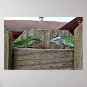 Poster Anoles Face Off