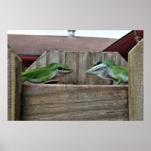Poster Anoles Face Off (Frente)