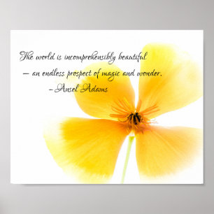 Poster Ansel Adams cita em texto preto um Orange Poppy