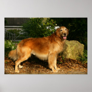 Pôster Ânsia do golden retriever