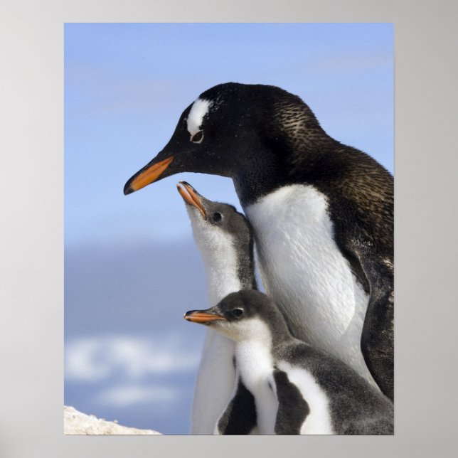 Poster Antarctic Peninsula, Neko Harbour, Gentoo (Frente)