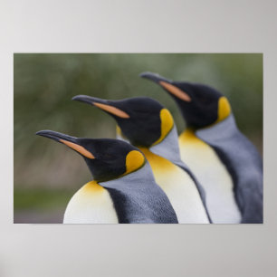 Poster Antarctica, South Georgia Island UK), King 5