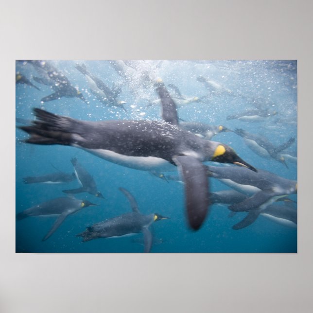 Pôster Antártica, Ilha da Geórgia do Sul, Reino Unido (Frente)