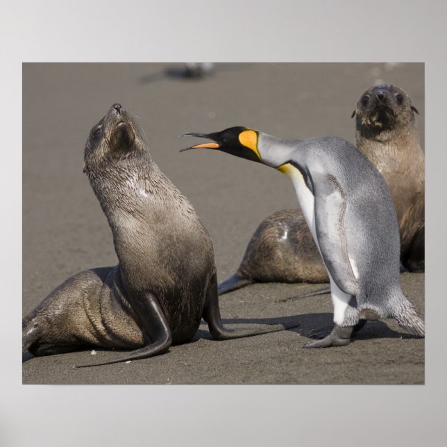 Pôster Antártica, Ilha da Geórgia do Sul (UK), Rei 3 (Frente)