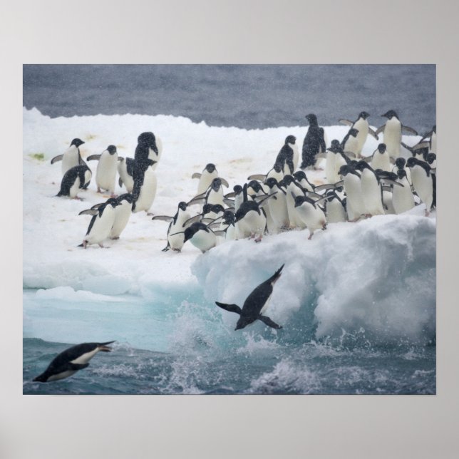 Poster Antártica, Ilha Paulet. Pinguins addeliados (Frente)