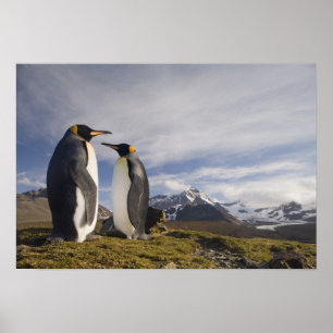 Pôster Antártica, Ilhas do Sul da Geórgia (Reino Unido), 