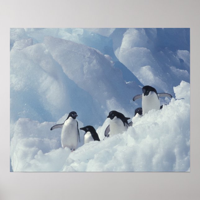 Poster Antártica. Pinguins addeliados (Frente)