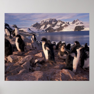 Pôster Antártida, filhotes de pinguim Adelie