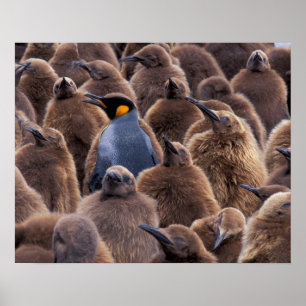 Poster Antártida, Ilha Geórgia do Sul, pinguins-imperador