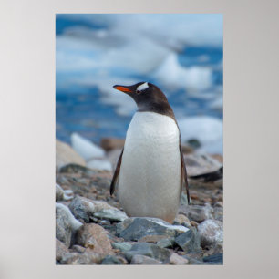 Poster Antártida. Neko Harbor. Pinguim-de-gentoo